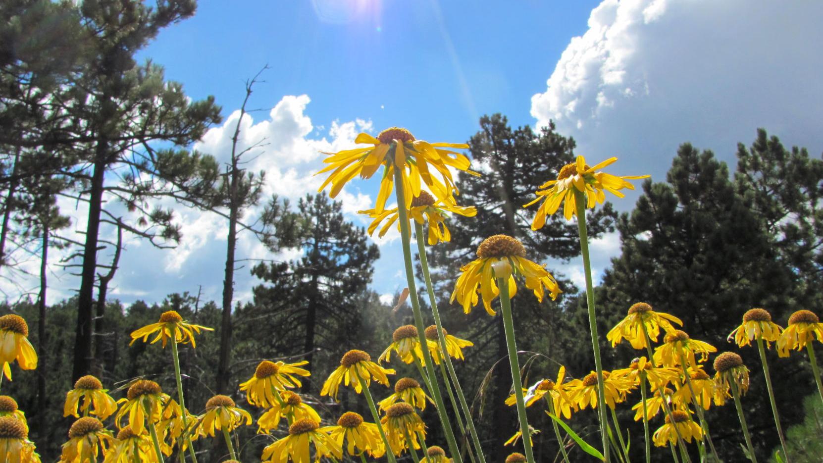 Tucson weather: Above 100 degrees most of week